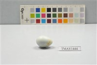 藏品(灰椋鳥卵)的圖片